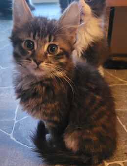 Zauberhafte Maine Coon Mix Kitten - Bremerhaven