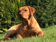 Wurfvoranzeige foxred Labradorwelpen - Dormagen