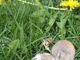 junge flinke kleine Roborowski Zwerghamster Mini Hamster in 01844