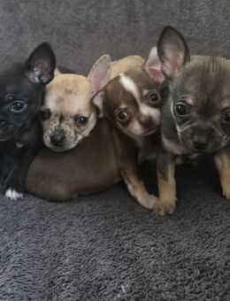 Chihuahua Mädchen - Feldberger Seenlandschaft