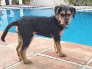 ALFIE- KLEINER HELD - Algermissen