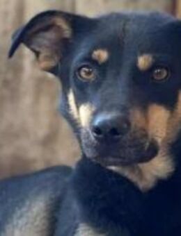 Ole - der Einfühlsame 🐾 - Elsdorf (Nordrhein-Westfalen)