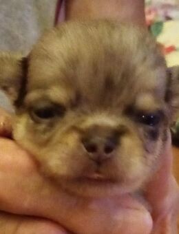 Chihuahua Welpen , reinrassig, lang Haar - Hannover Mitte