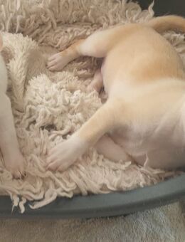 Zuckersüße kurzhaar Chihuahua Babys vier Rüden suchen bald ein schönes Zuhause - Schulzendorf