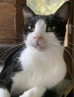 Vilmos - Survivor - Süderbrarup