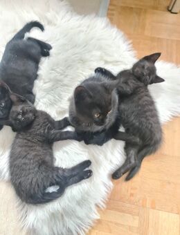12 wochen alte Kitten - Braunschweig