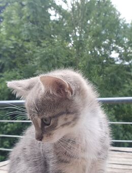Kerngesundes Kätzchen, Katzenbaby - Einbeck