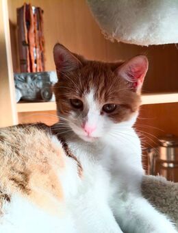 EKH Kitten Mix Rot /Weiss, ein Kater und Kätzchen - Wendelstein