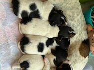 Jack Russell Terrier Welpen - Isterberg