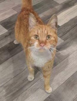 Rote Schönheit Scarlett - Augsburg