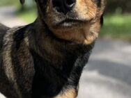 Kira ❤️ Schutzgebühr 500 Euro - Burgsinn