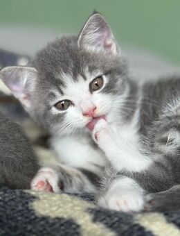 Heilige Birma Kitten Kater Katze British Kurzhaar - Saaldorf-Surheim