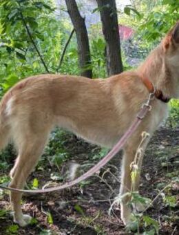 PIXIE- liebevolle Familie gesucht - Mainhardt