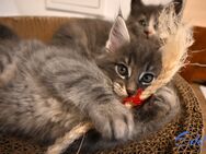 Maine Coon Kitten suchen neues Zuhause! - Bremen