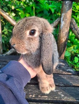 Zwergwidder, Zwergkaninchen, Kaninchen - Bretten