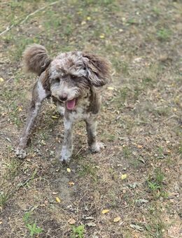 Vacak PP kleiner Kämpfer - Neustadt (Rübenberge)