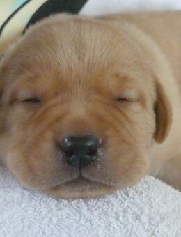 Labrador Welpen - Baiersbronn