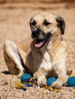Maverick mag es ruhig und entspannt🐾 - München