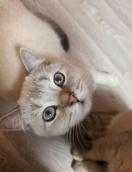 🐾 Zwei zauberhafte Britisch Kurzhaar Kater suchen ein liebevolles Zuhause 🏡 - Vechta Zentrum