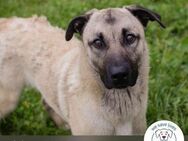 Chip 2321420: Junghund sucht ein Zuhause - Kirchzell