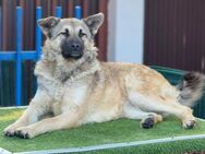 💖Junghündin Betty sucht ihre Familie💖 - Eislingen (Fils)