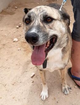 LENNON - verdient endlich ein Zuhause ! - Kempen