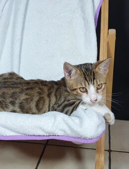 Kitten Bengal-EKH-Mix Kater Leo 3½ Monate - Kriftel