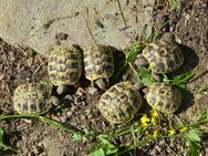 Griechische Landschildkröten (Thb) von 2023 - Wiesbaden