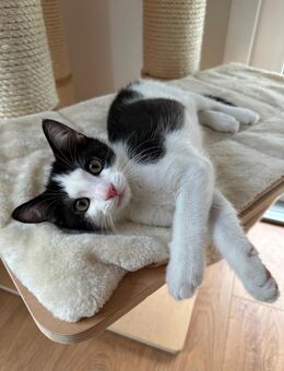 12 Wochen altes Kitten sucht ein liebevolles Zuhause - Sachsenheim Zentrum