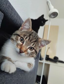 2 Katzen europäisch Kurzhaar abzugeben - Worms