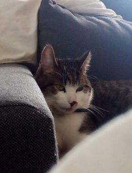 Ich verkaufe zwei Katzen - Leipzig West