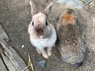 Zwei liebe Kaninchen suchen ein artgerechtes und dauerhaftes Zuhause 🏡🐰 - Darmstadt Eberstadt
