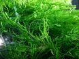 Flammenmoos, Aquariumpflanze, Versand/ Abholung in 53894