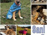 SANI -Rundum tolles Hundekind- - Duisburg