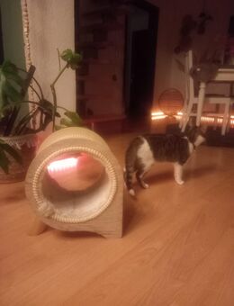 Liebevolle junge Katze🐱 sucht verantwortungsvolles Zuhause - Bochum