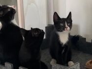Kleine süße Kätzchen sucht neue zuhause - Öhringen