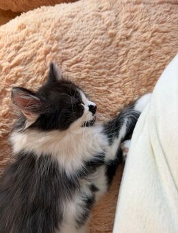 Liebes Kätzchen - Häusern