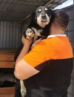 Thea sucht ein liebevolles Zuhause - Blankenheim (Nordrhein-Westfalen)