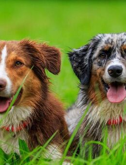 Mini Australien Shepherd Welpen Aussie Miniaussie - Beulich