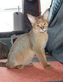 Chausie Kitten mit Stammbaum in 10115
