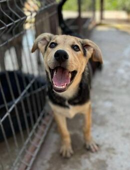 Ella von kettenlos - Bollingstedt