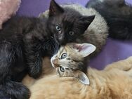 Katzen-Babys - Mahlstetten
