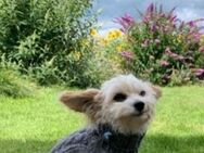 ❤️ Hundepullover RL 24 Hundepulli Chihuahua Welpe Yorkie ❤️ - Ibbenbüren