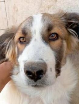 Freddie - der Strahlemann - Mettmann