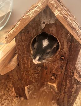 Rennmäuse ganz günstig zu verkaufen - Wedemark