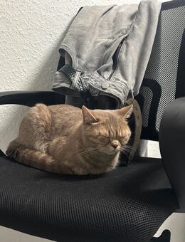 BKH Abzugeben - Ellerstadt