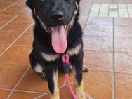 BERTA 💜 ist schon gut sozialisiert - Herxheim (Landau)
