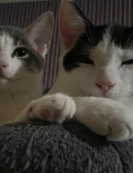 Wunderschöne Katzen/Kater abzugeben - Monheim (Rhein)