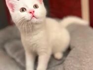 Einzigartige 1 Kitten-Kater, Mutter Kaho Manee -BKH weiß Mix Vater Maine Coone - BKH Blau Mix zu verkaufen 300€ - Mosbach