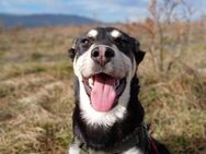 🐶Verspielter Junghund Sprout🐶 - Eislingen (Fils)